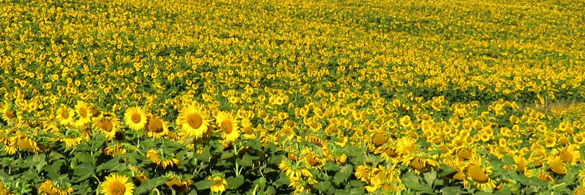 sfondo girasoli